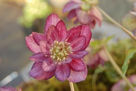 Helleborus�x hybridus `Winter Jewel Berry Swirl�